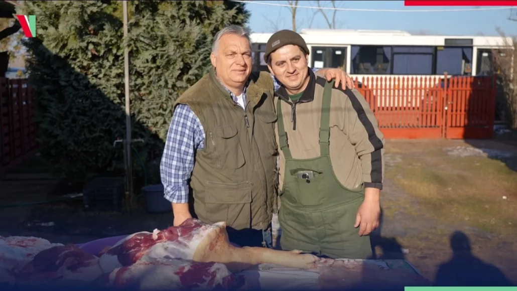 Macelul porcului Viktor Orbán Fotografie video