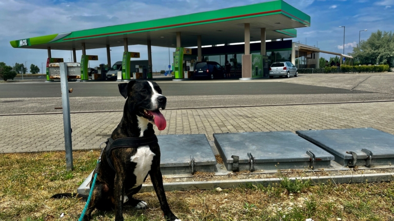 Mol station plus a dog.