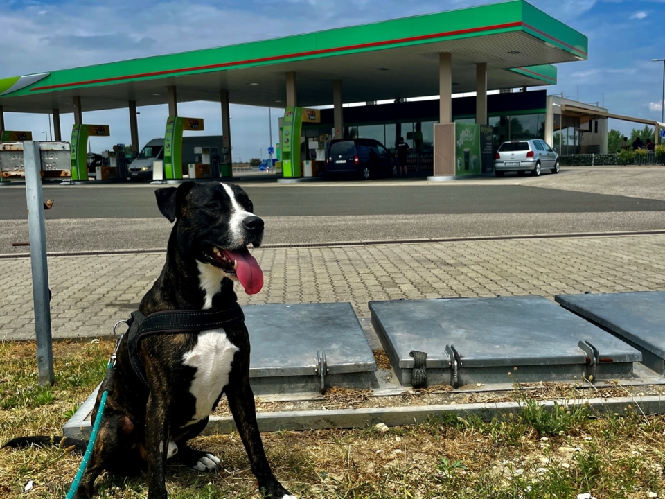 Mol station plus a dog.