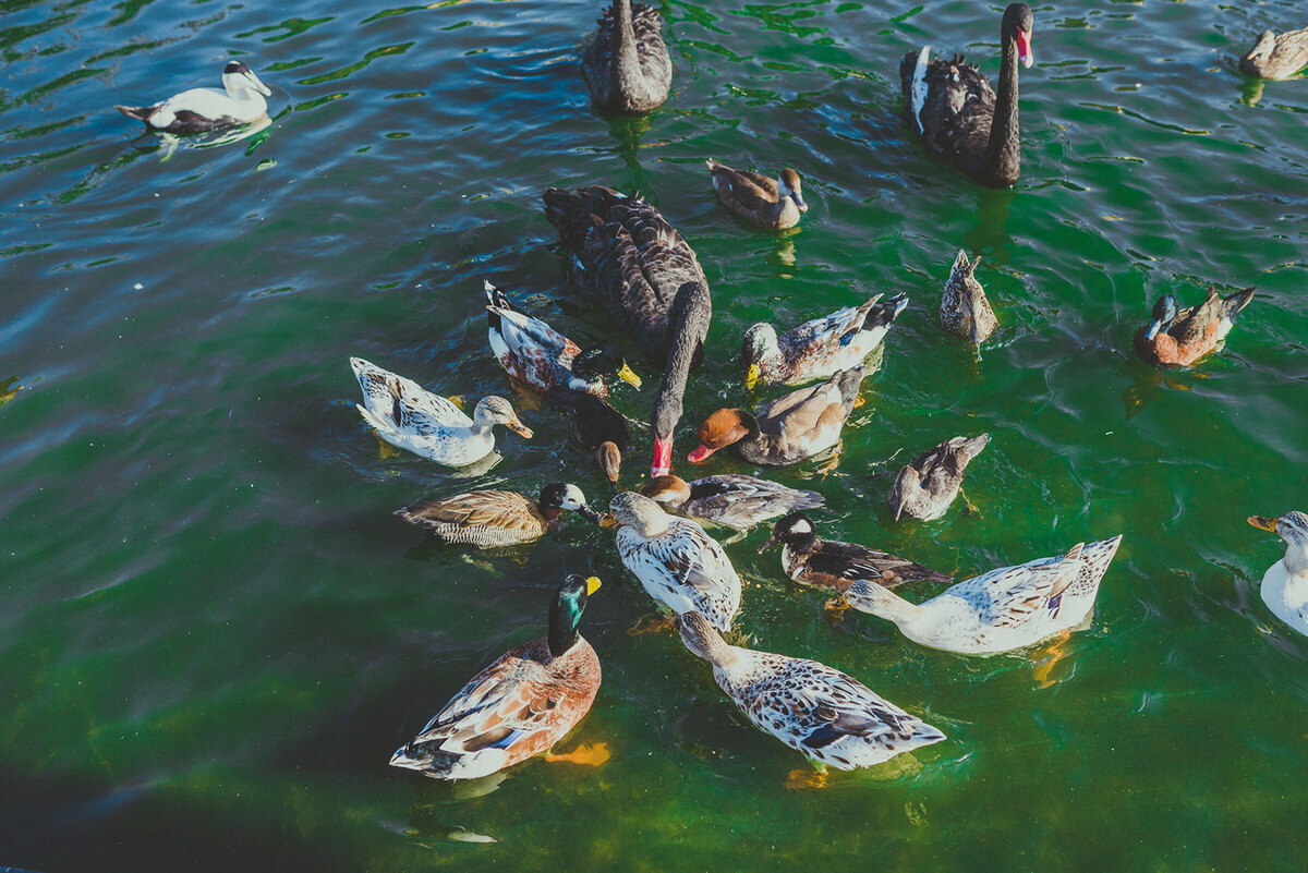 bird park keszthely