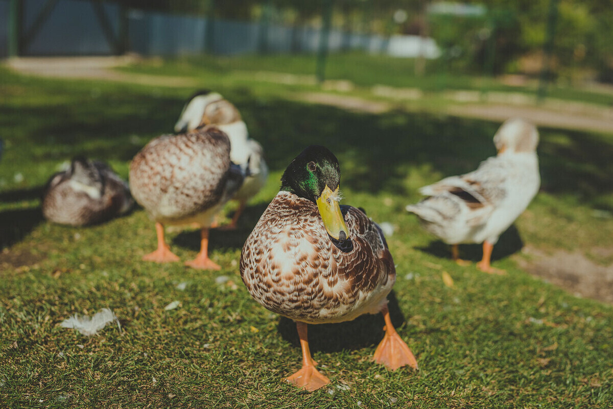 bird park keszthely