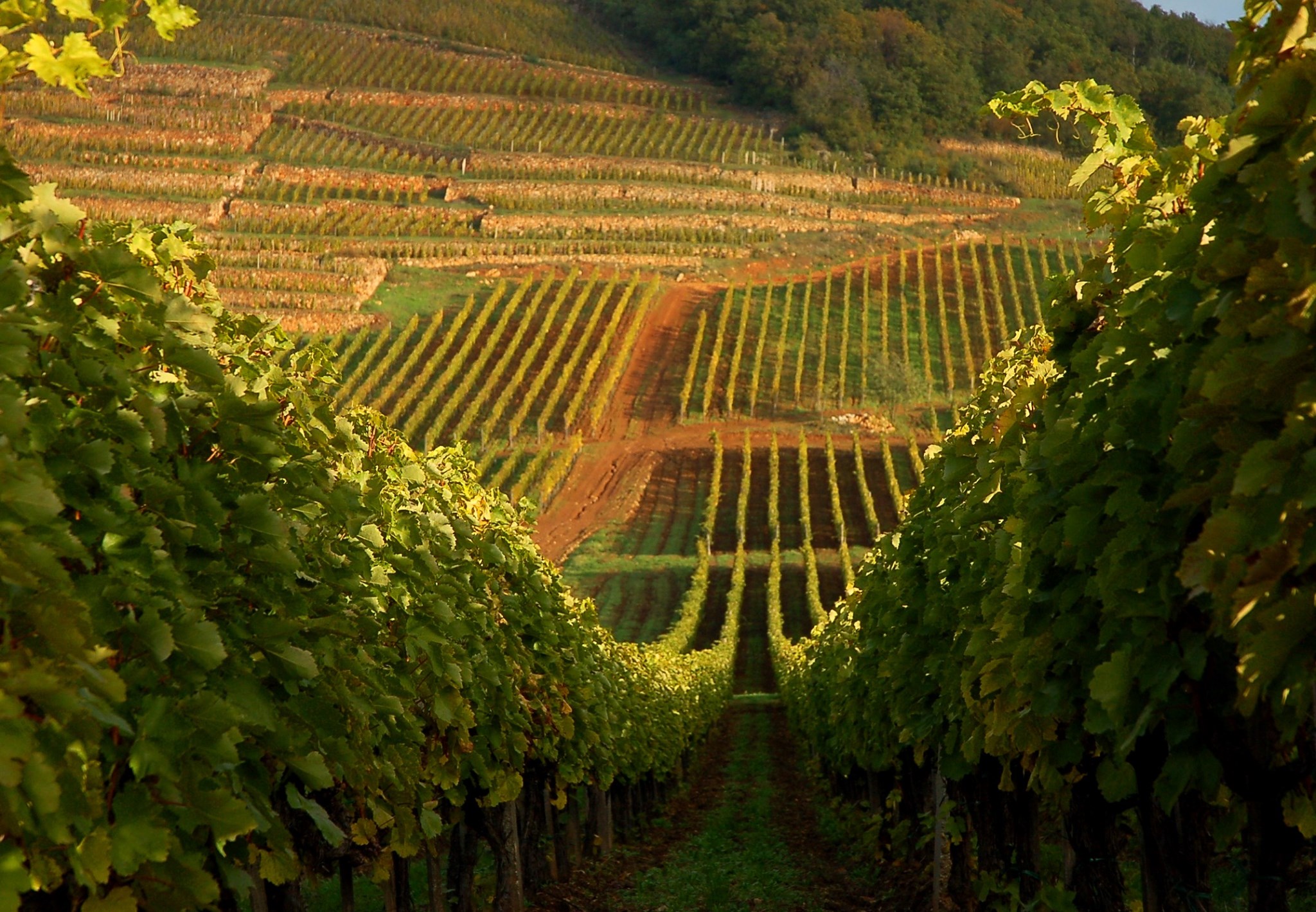 Tokaj wine region