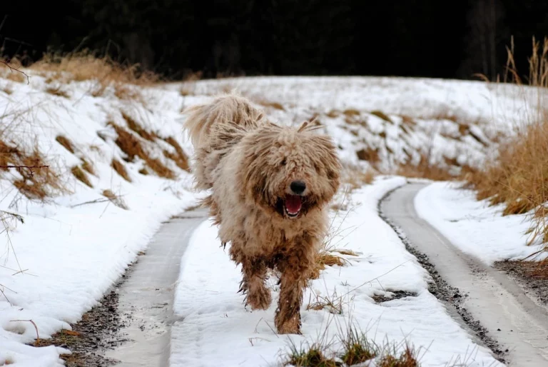 Hungarian Dog Breed Komondor