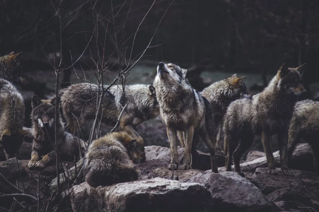 მგლები მგლები რუხი მგელი ცხოველები