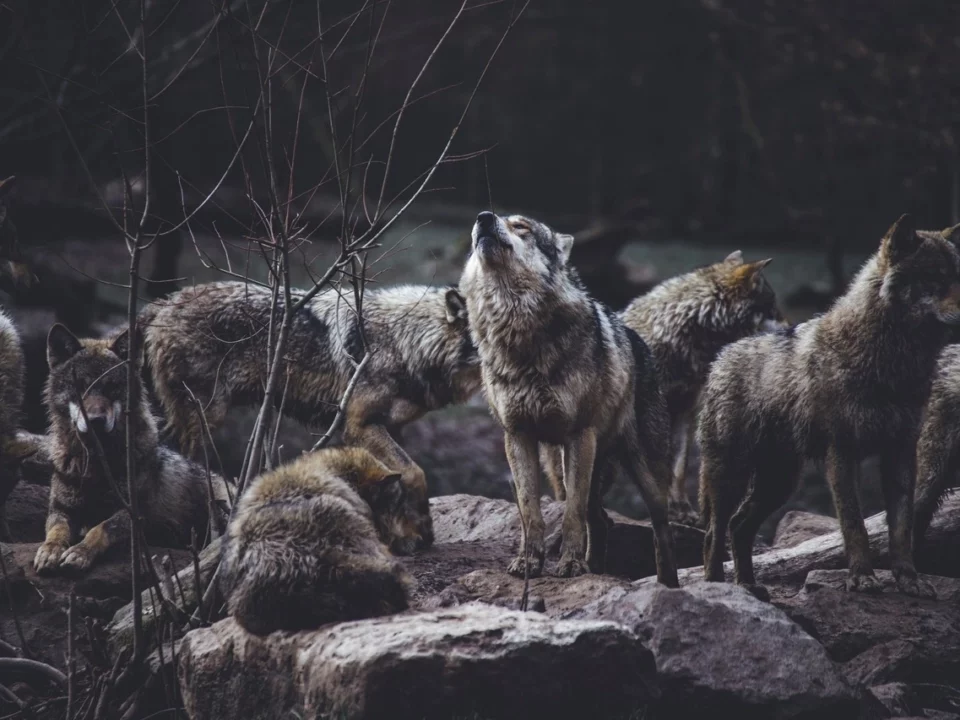 lobos lobo lobo gris animales