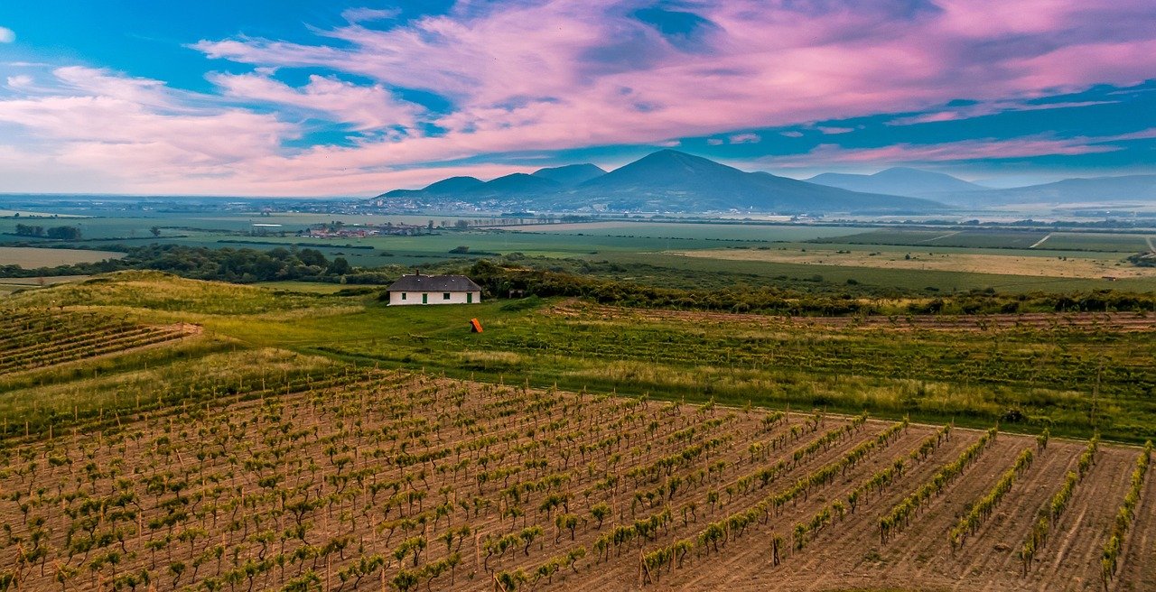 vineyard tokaj