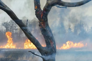 Ungarn Feuer Flammen Lauffeuer