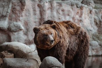 orso predatore animale