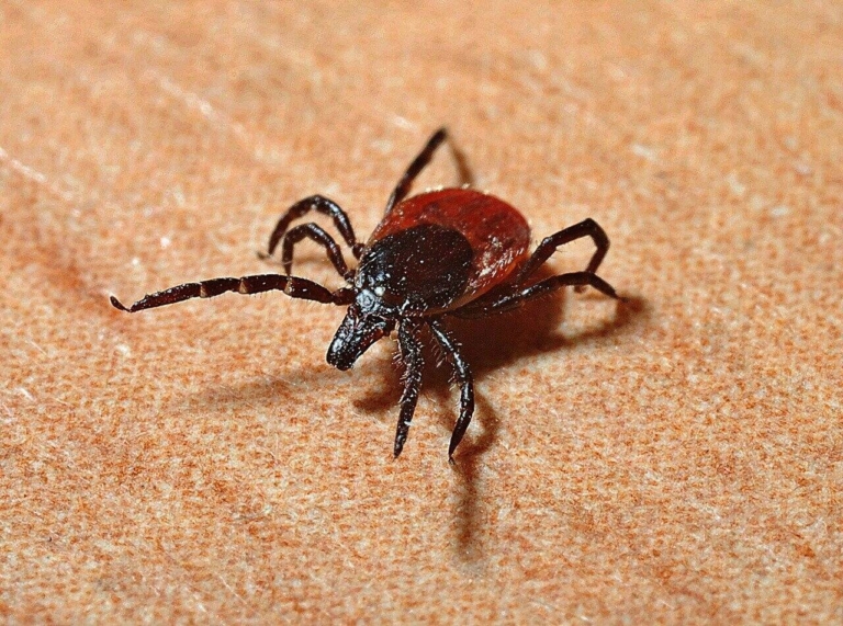 tick dangerous deadly disease