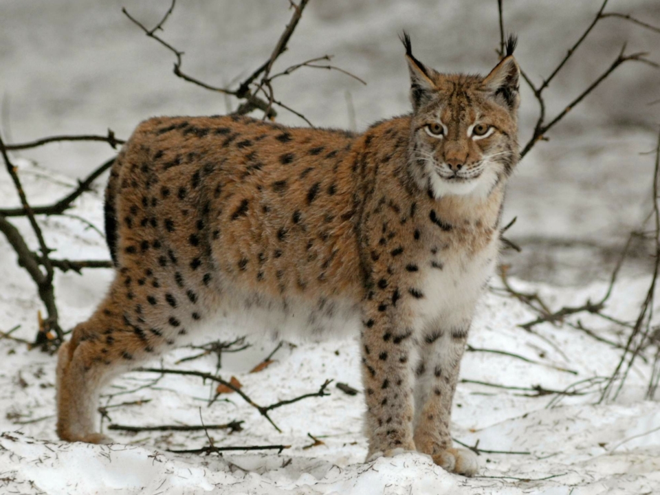 Ce vieux lynx règne sur la montagne Borzsony 2