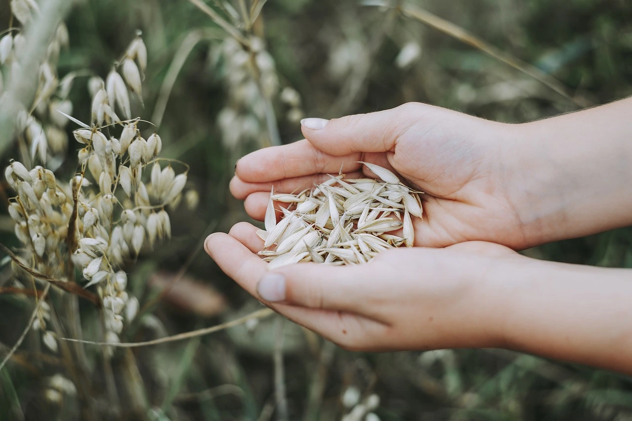 Hungarian grain