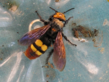 Mammutwespe wikipedia