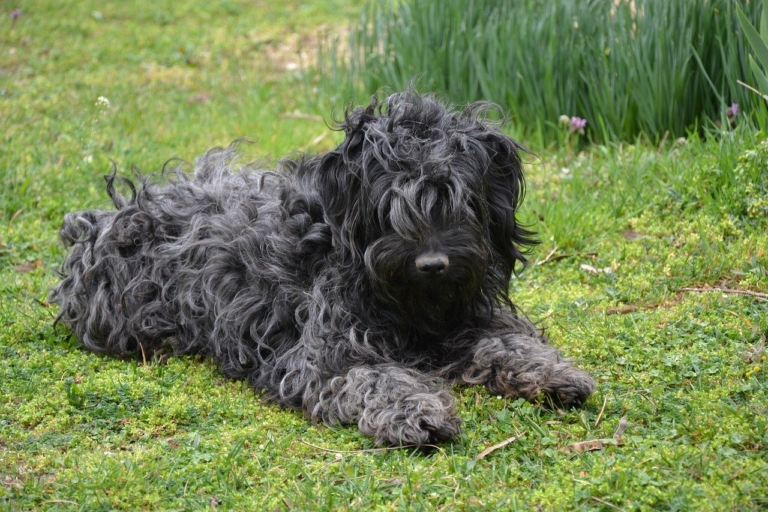 hungarian puli dog