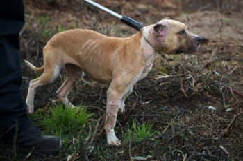 Dogfighting ring police.hu