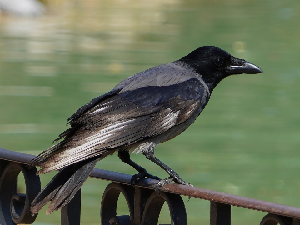 Crow Wikipedia