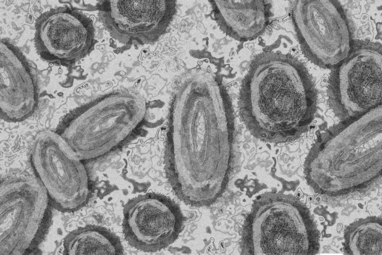 monkey pox virus