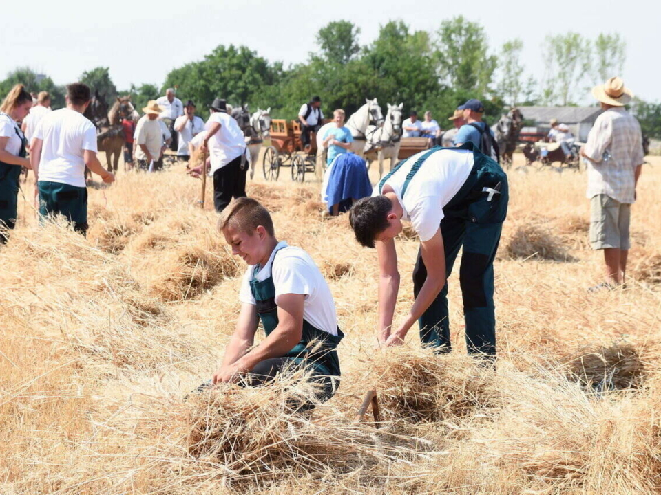 Hungarian-agriculture-farmers-drought