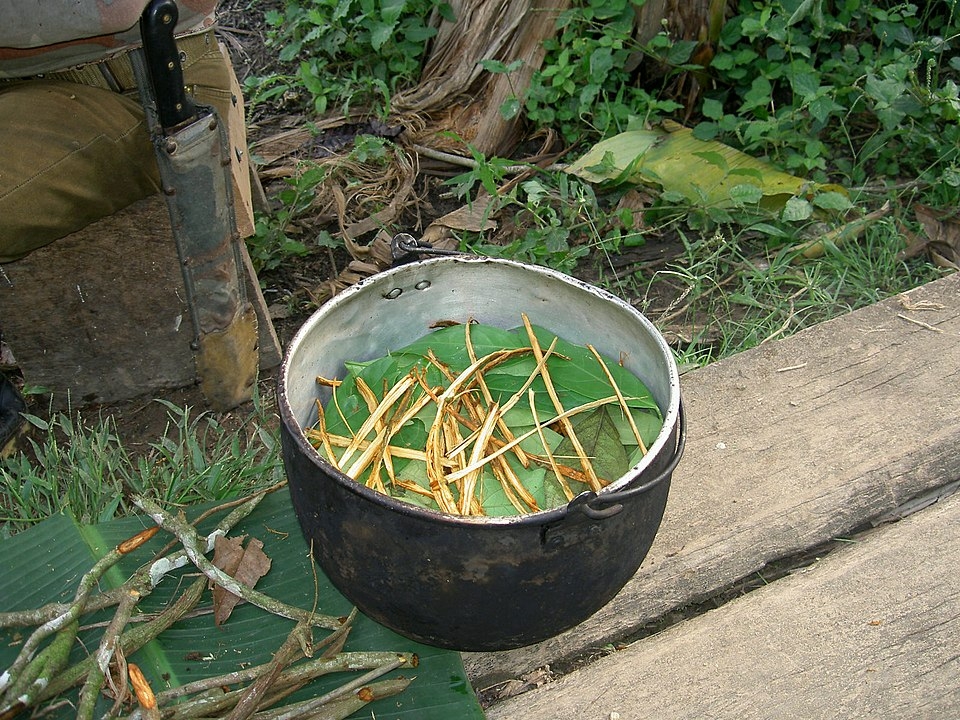 čajový nálev z ayahuascy