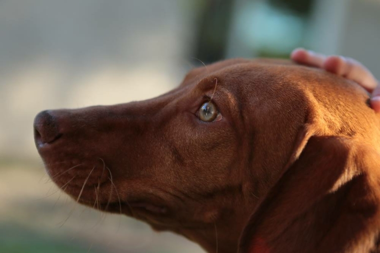 Vizla