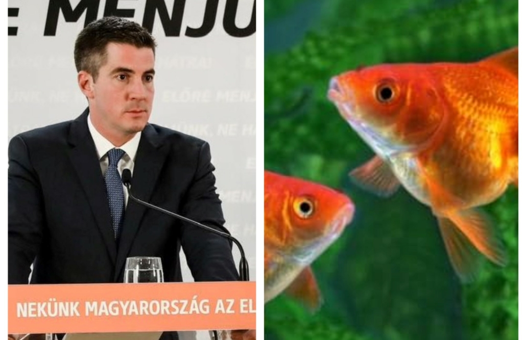 Pesce rosso Fidesz