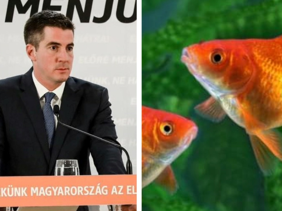 Goldfish Fidesz