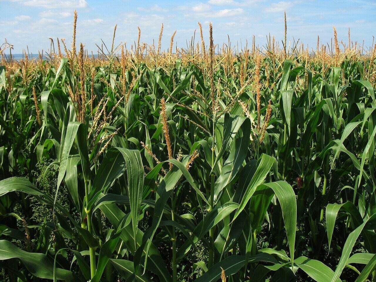 corn field maize fodder