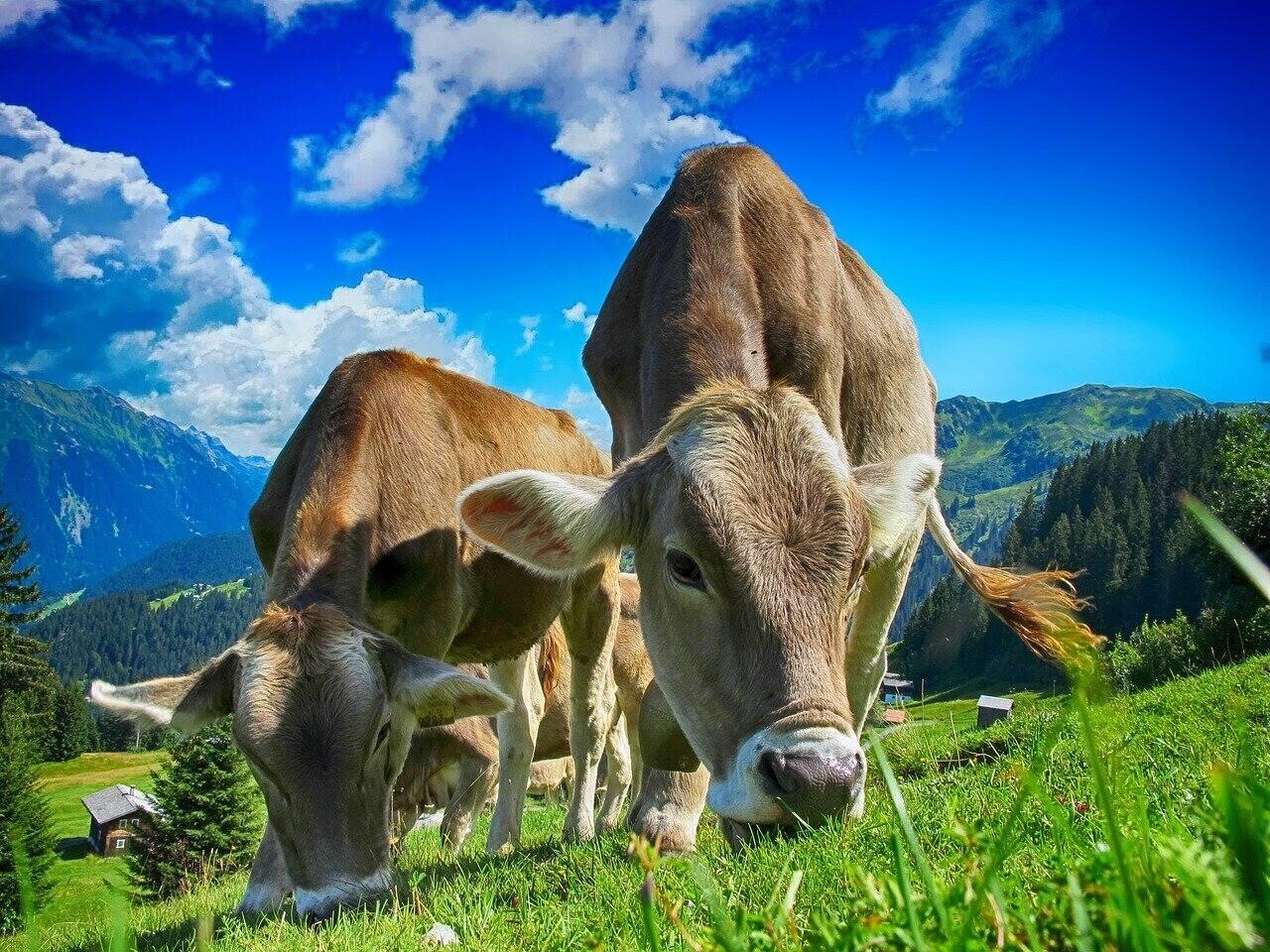 livestock cows