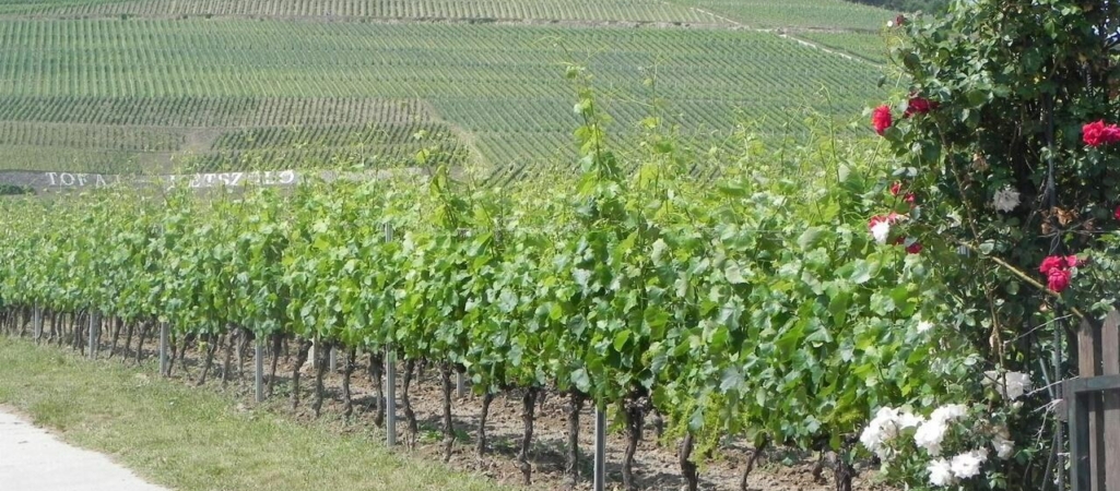 región vinícola de tokaj