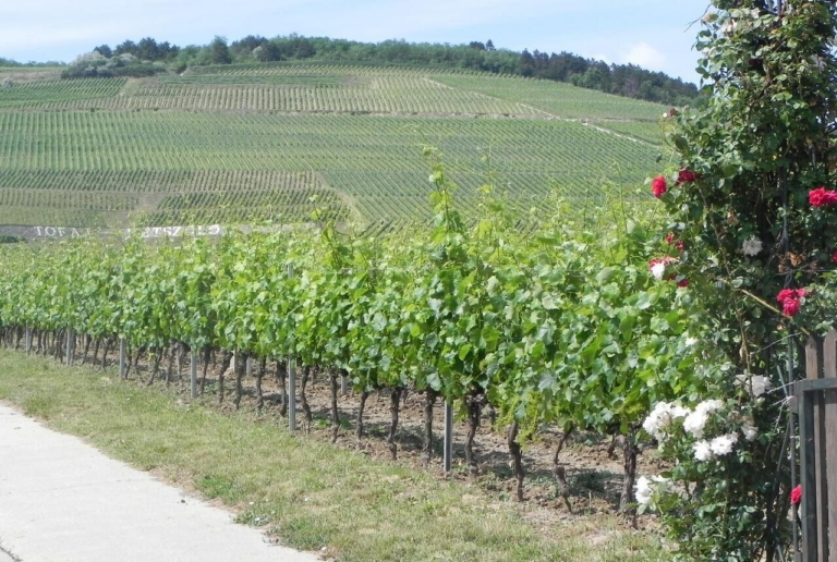 tokaj wine region