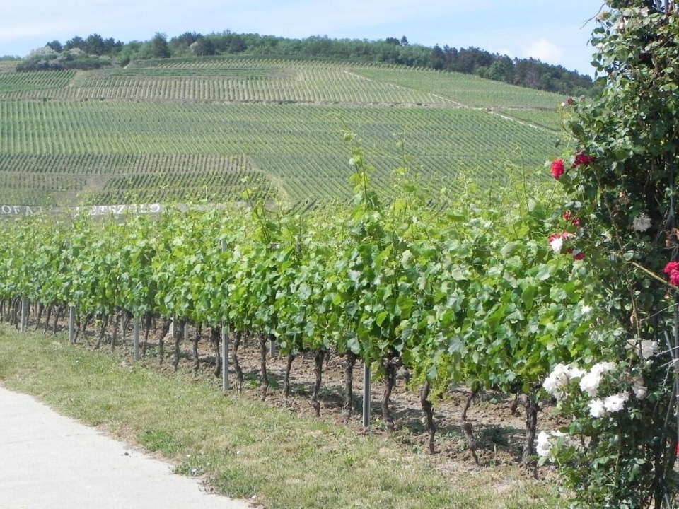 Tokajer Weinregion
