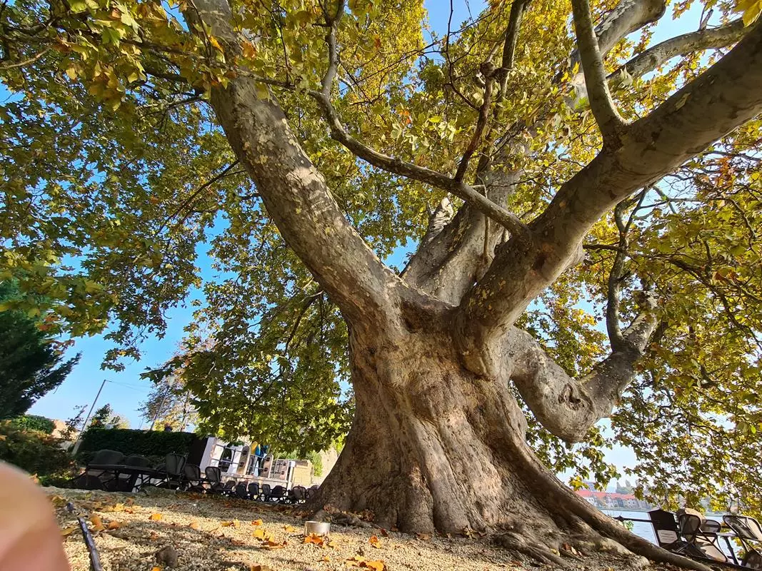 platán fa plane tree