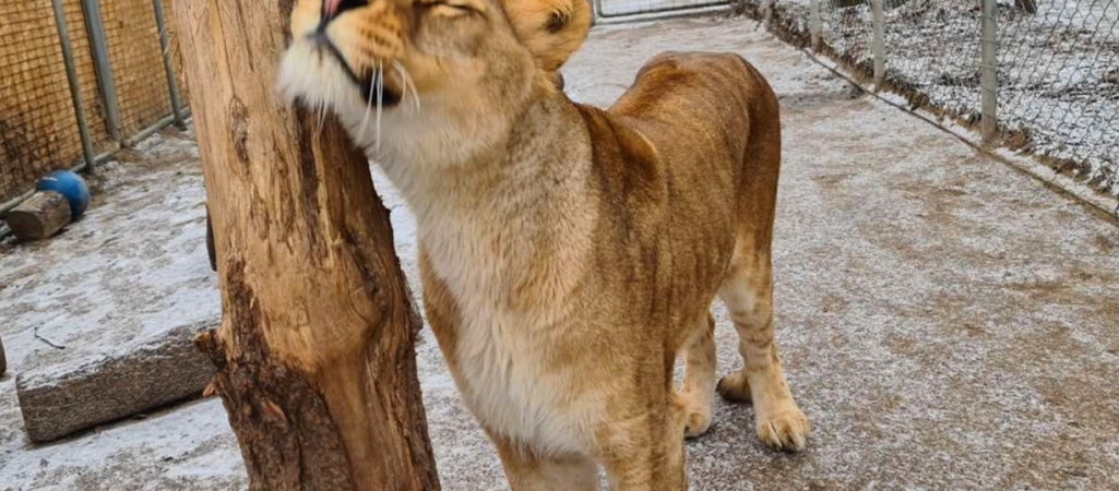 Tuvimos que ayudar a Nara, una joven leona de 3 años, a dormir por última vez, dice el sitio web Veresegyházi Bear Sanctuary.