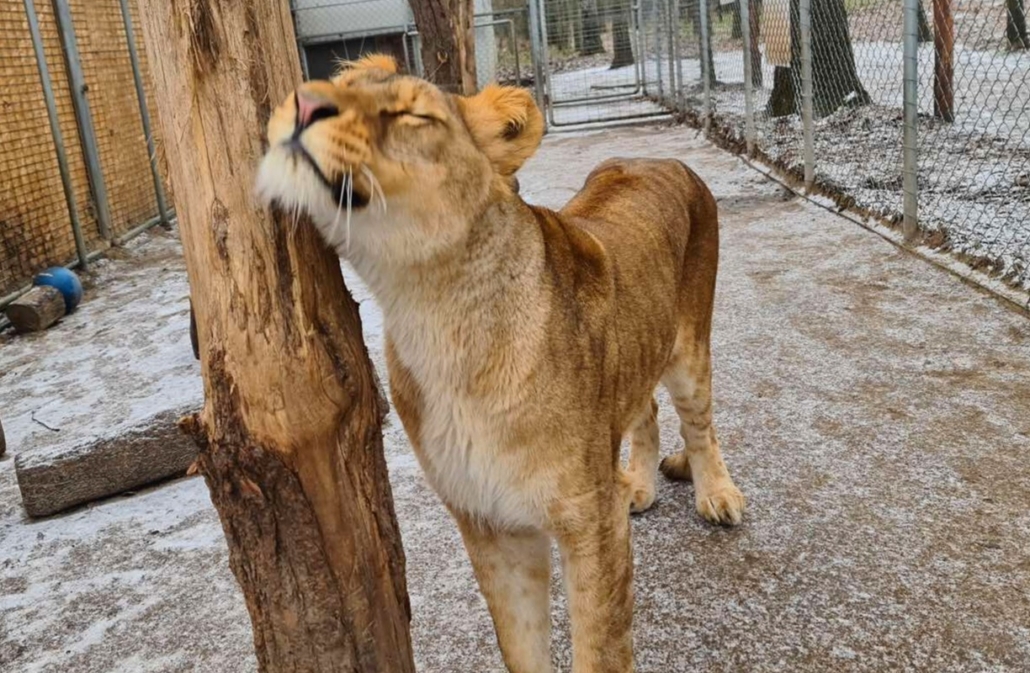 Veresegyházi Bear Sanctuary 網站稱，我們必須幫助 3 歲的小母獅 Nara 進入最後的睡眠。
