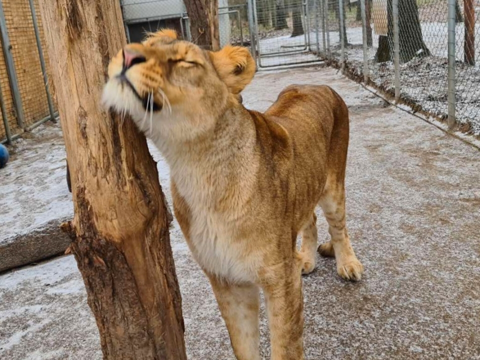 Veresegyházi Bear Sanctuary 網站稱，我們必須幫助 3 歲的小母獅 Nara 進入最後的睡眠。