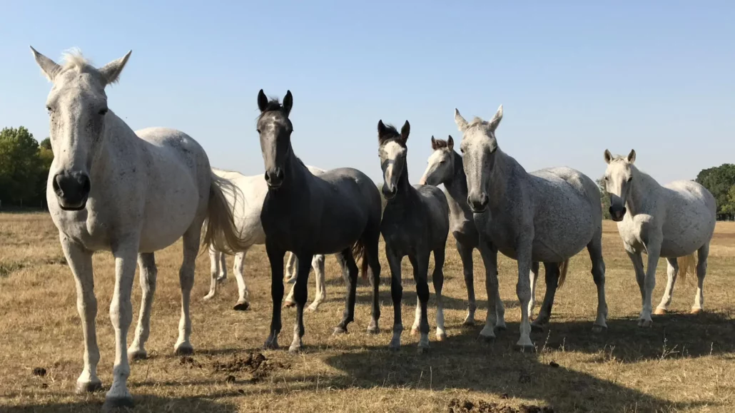 Tradiții maghiare de creștere a cailor lipizzani