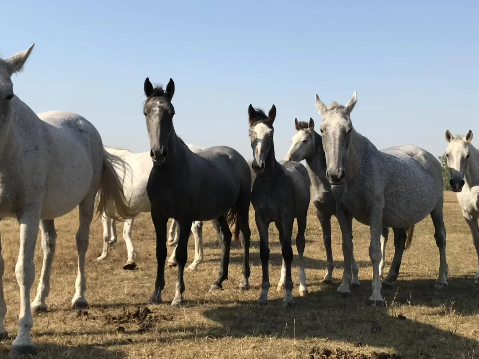Tradizioni di allevamento di cavalli lipizzani ungheresi