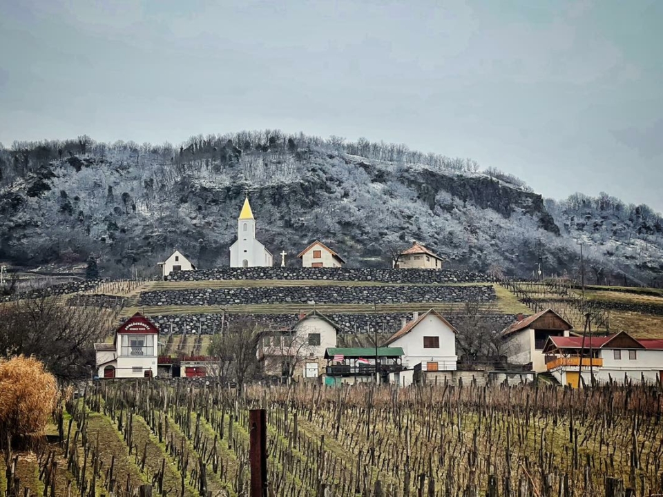 Weinberg Somló, die kleinste Weinregion Ungarns