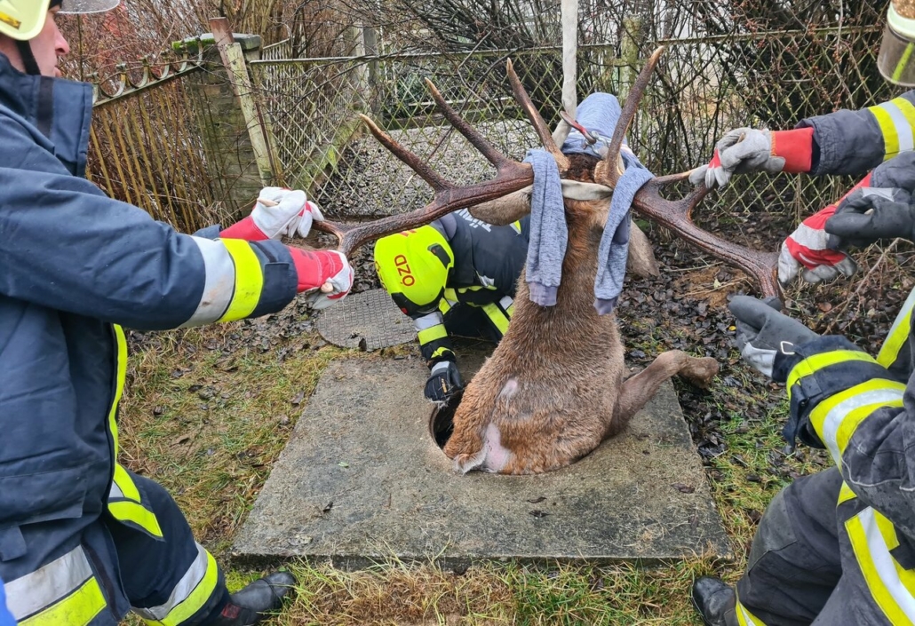 Пожарные и полиция спасли оленя