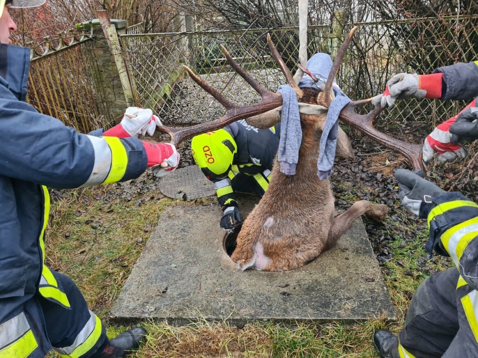 दमकल और पुलिस विभाग ने एक हिरण को बचा लिया