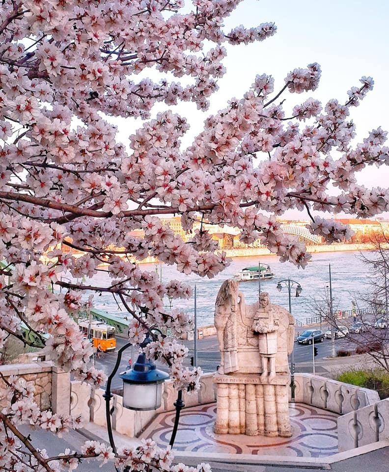 Budapest spring almond tree