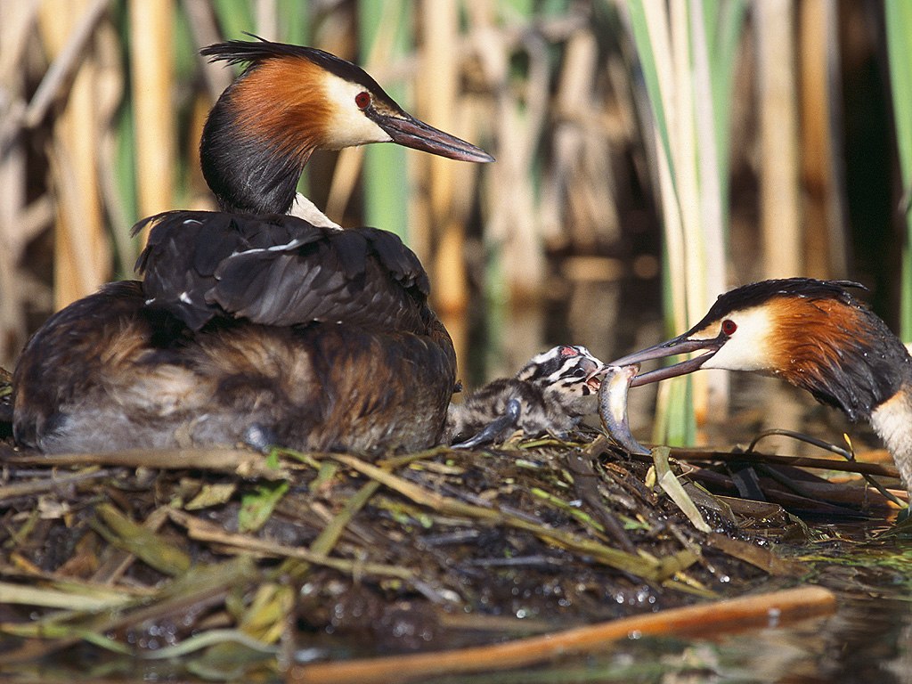 great crested grebe