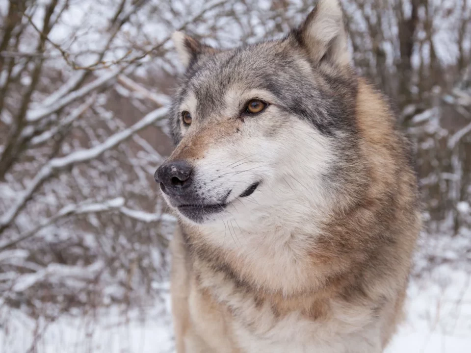 Swiss wolf in Hungary