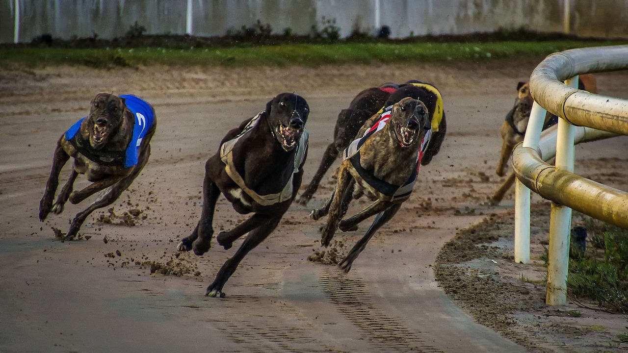 greyhound-racing