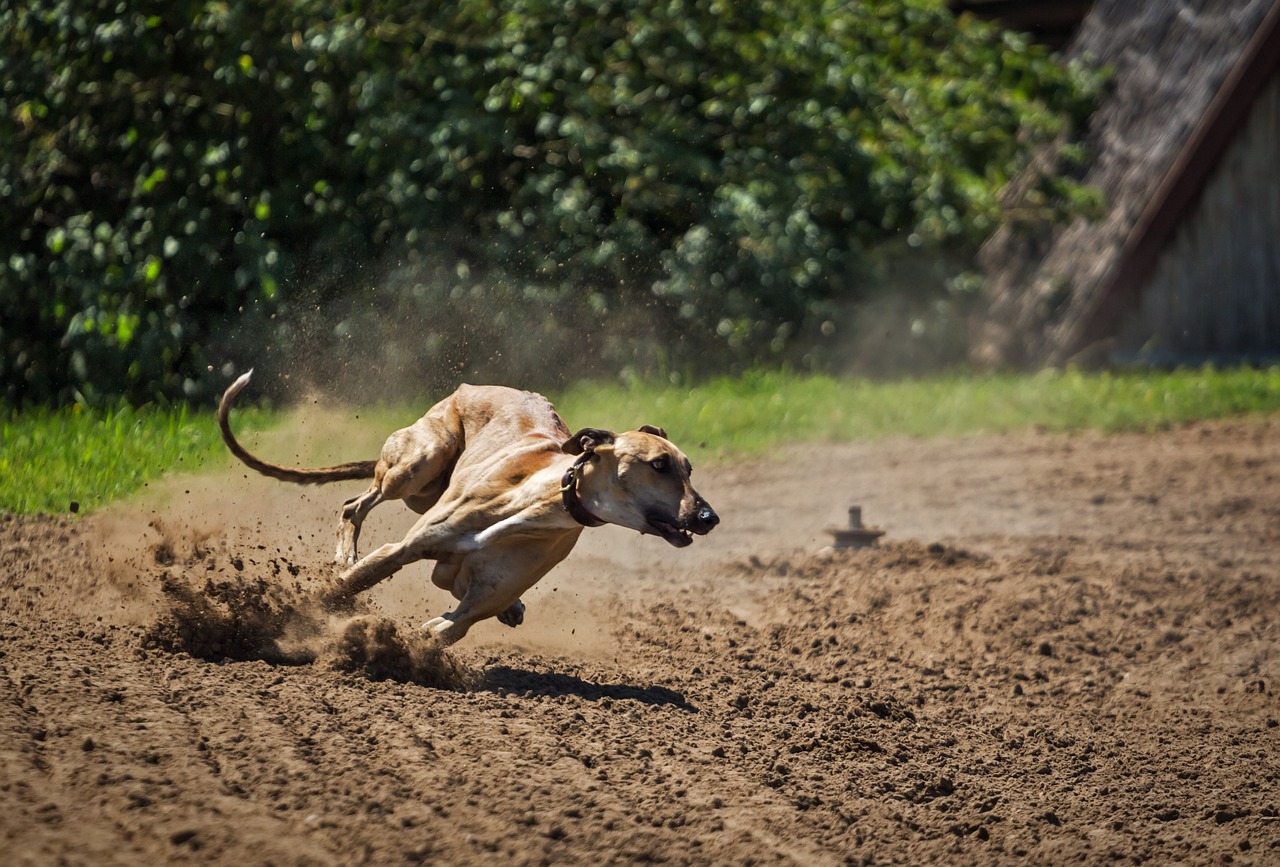 magyar agár Hungarian greyhound