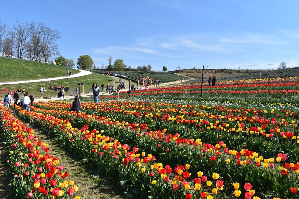 Kőröshegy tulip harvest