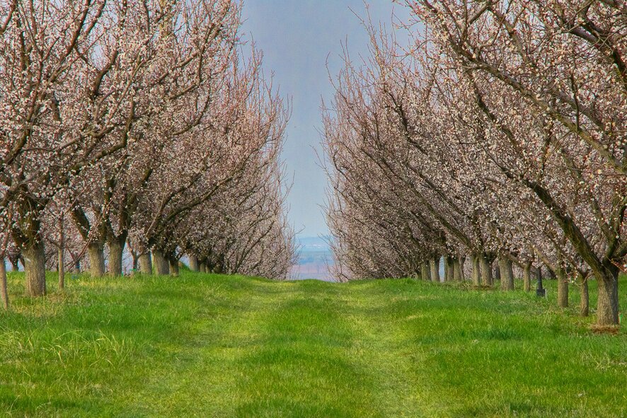 Boldogkőváralja flowering apricot trees