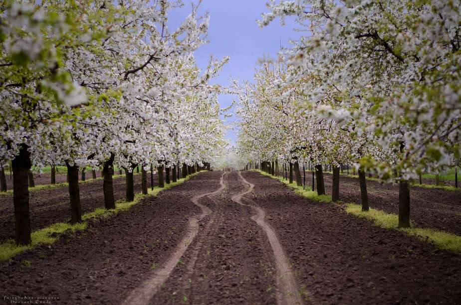 Nagykörű cherry blossom