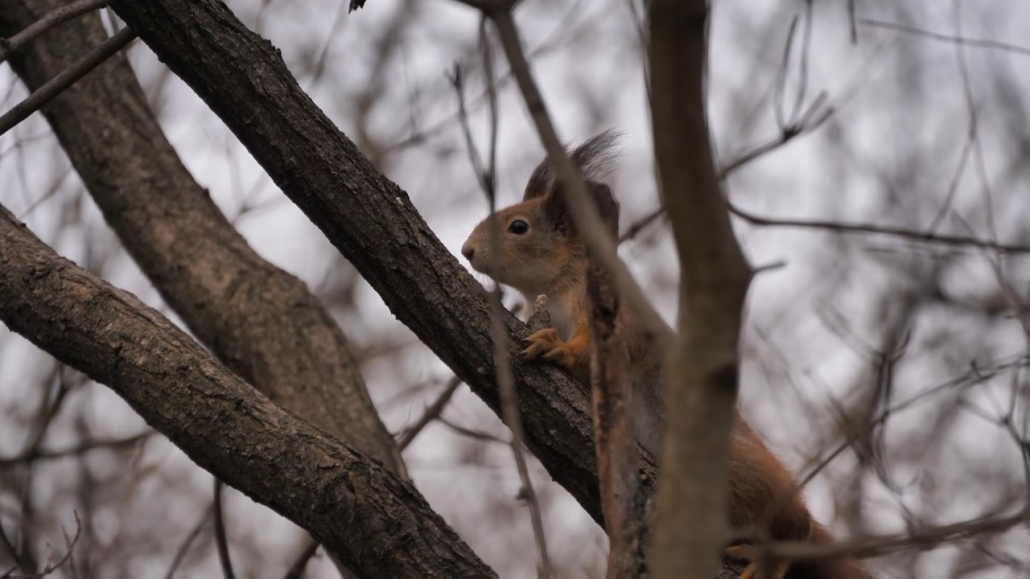 Eichhörnchen- und Vogelpark újpest budapest