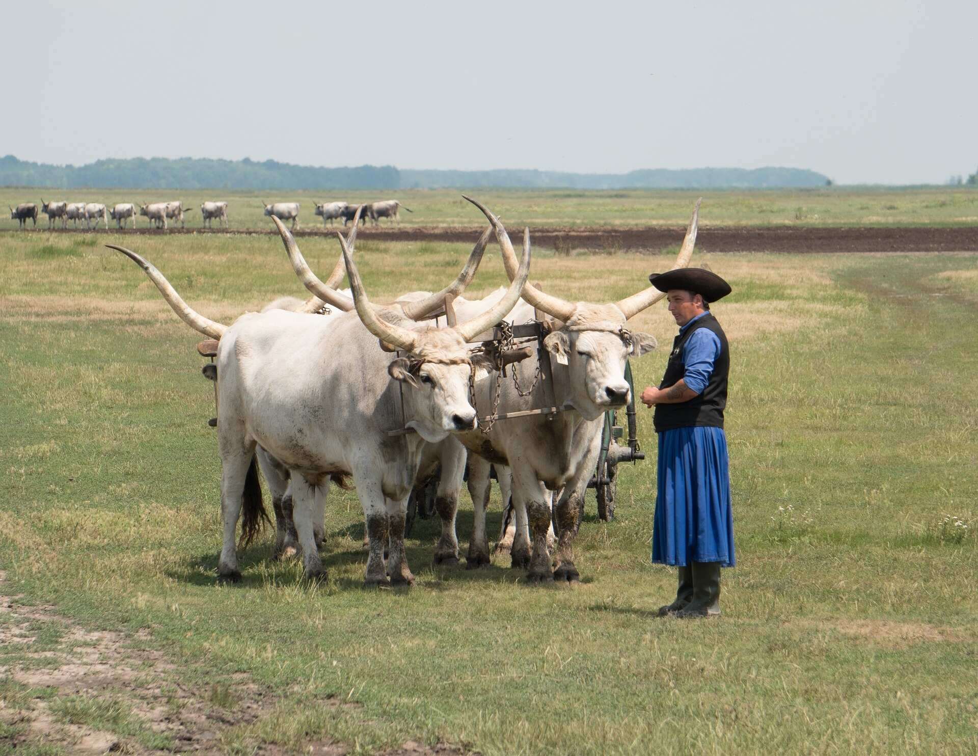 Hortobágy Grey Cattle Szürkemarha Great Plain