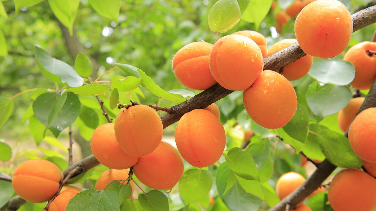 Apricot